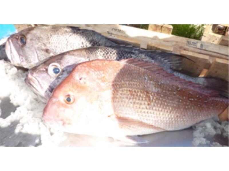 L5 Peaceful Bay Road, Peaceful Bay WA 6333