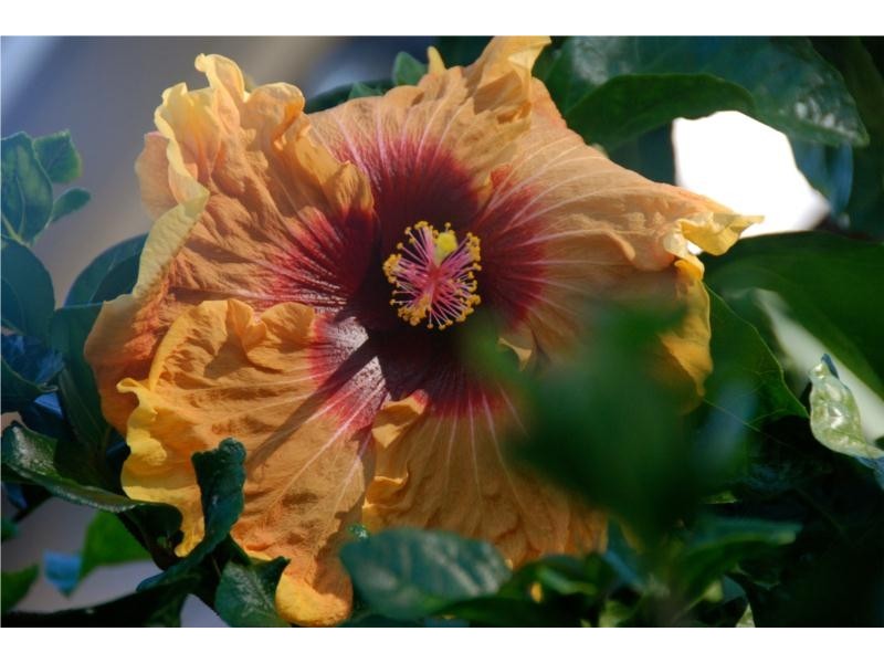 68 Powderworks Road, North Narrabeen NSW 2101