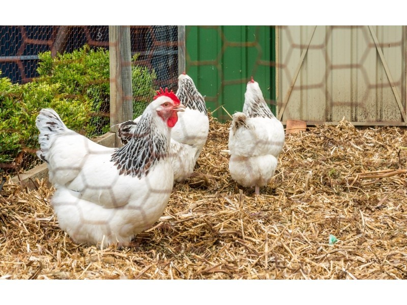 29 Goolwa Road, Middleton SA 5213