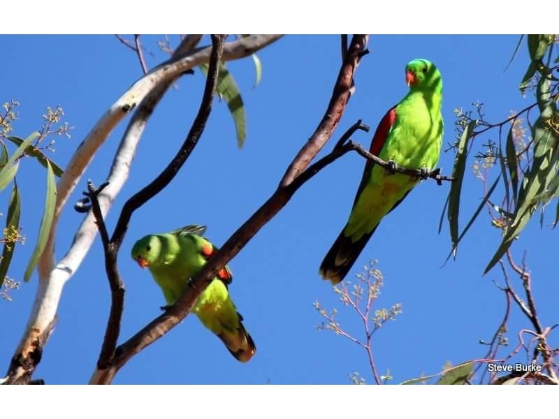 30 Young Road, Stoneleigh QLD 4356