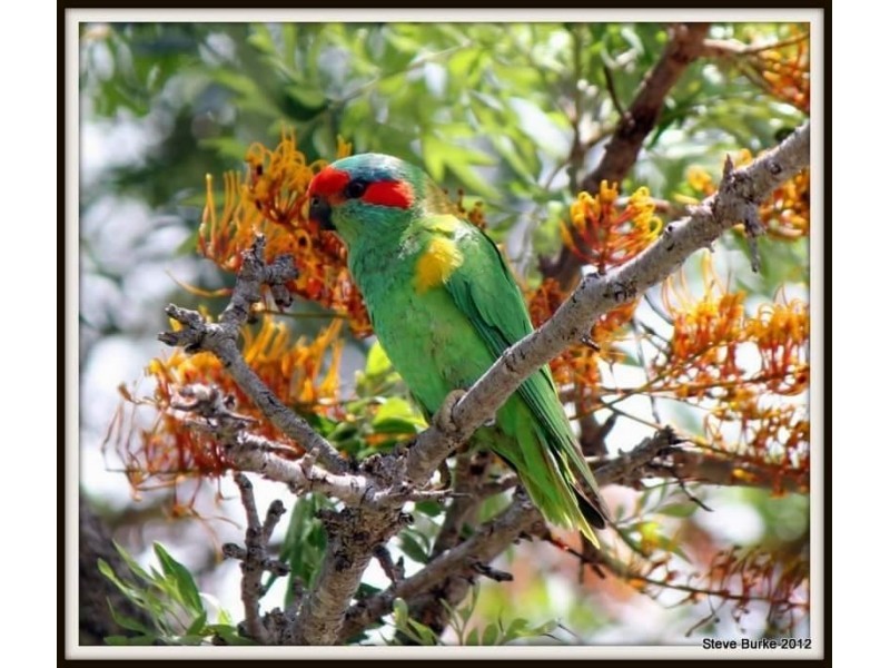 30 Young Road, Stoneleigh QLD 4356