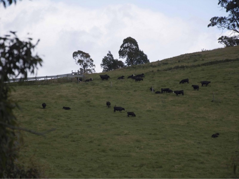 390 Kangaroo Track, Cassilis VIC 3898