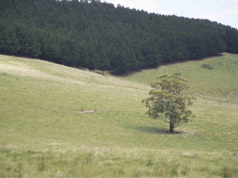 390 Kangaroo Track, Cassilis VIC 3898