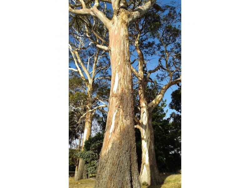 1100 Coles Bay Road, Coles Bay TAS 7215