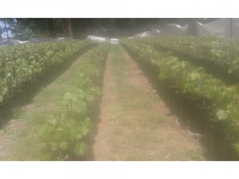 1100 Coles Bay Road, Coles Bay TAS 7215