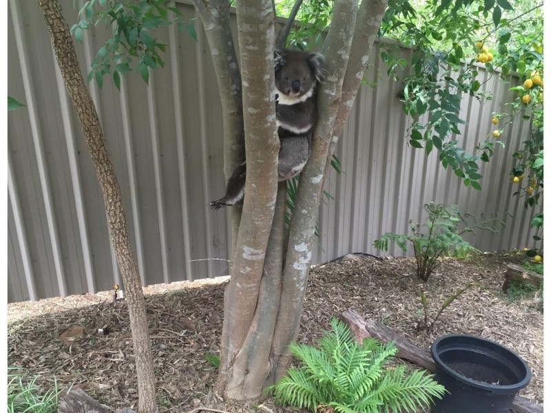 219 Windebanks Road, Aberfoyle Park SA 5159