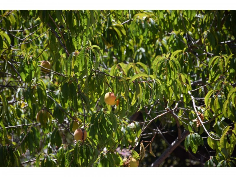 18 Albany Highway, Mount Barker WA 6324