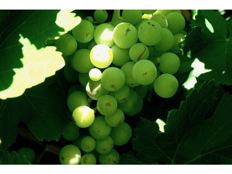 52 Raglan Street, Pingelly WA 6308