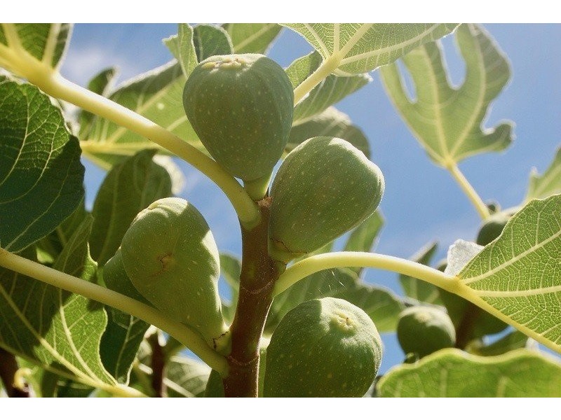 52 Raglan Street, Pingelly WA 6308