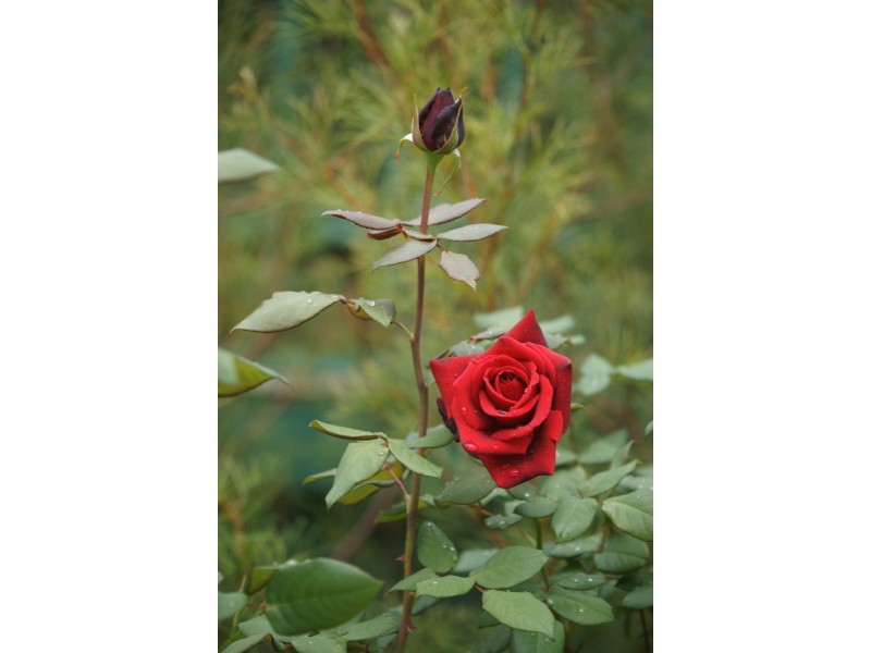 36 Corunna Road, Narooma NSW 2546