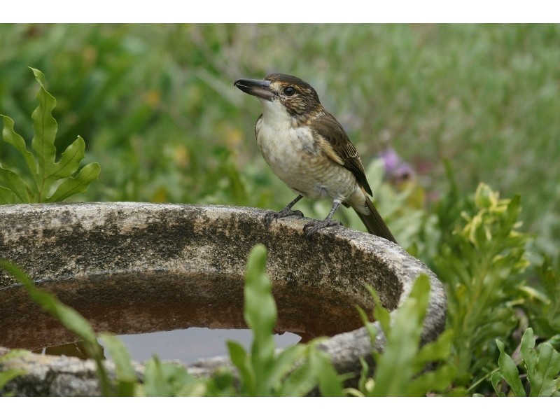 36 Corunna Road, Narooma NSW 2546