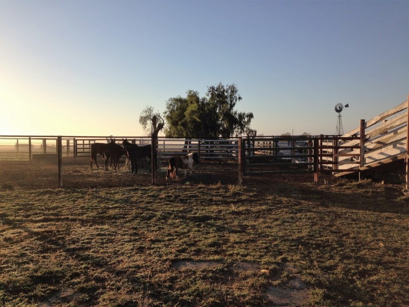 Capella QLD 4723