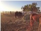 Capella QLD 4723