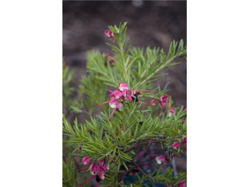 114 Alexandra Parade, Fitzroy VIC 3065