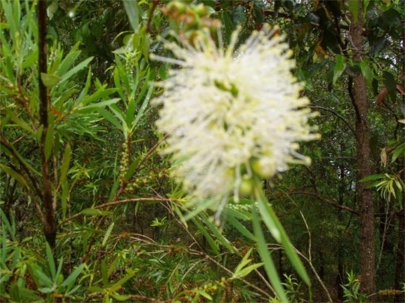 Eagles Eyr/Lot 11 Cooee Trail, Moonabung Road, Vacy NSW 2421