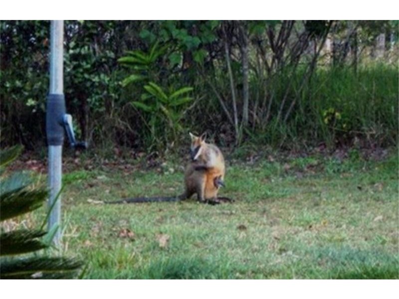 36 Robinson Road, Wondecla QLD 4887