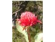 13 Douglass Estate, Church Point NSW 2105