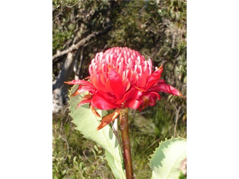 13 Douglass Estate, Church Point NSW 2105