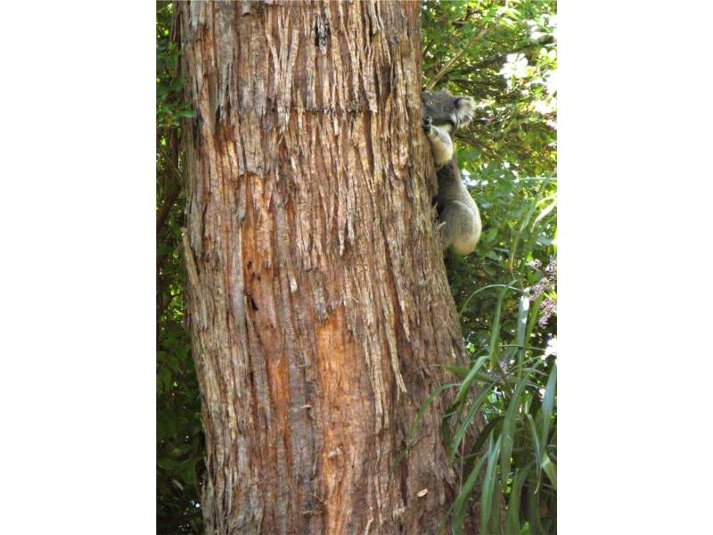 37 Mabel Street, Stirling SA 5152