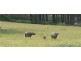 97 Horse Gully Road, Balmattum VIC 3666
