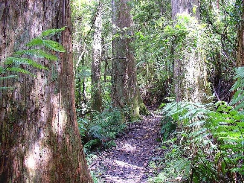 29 Bellbird Street, Belgrave VIC 3160