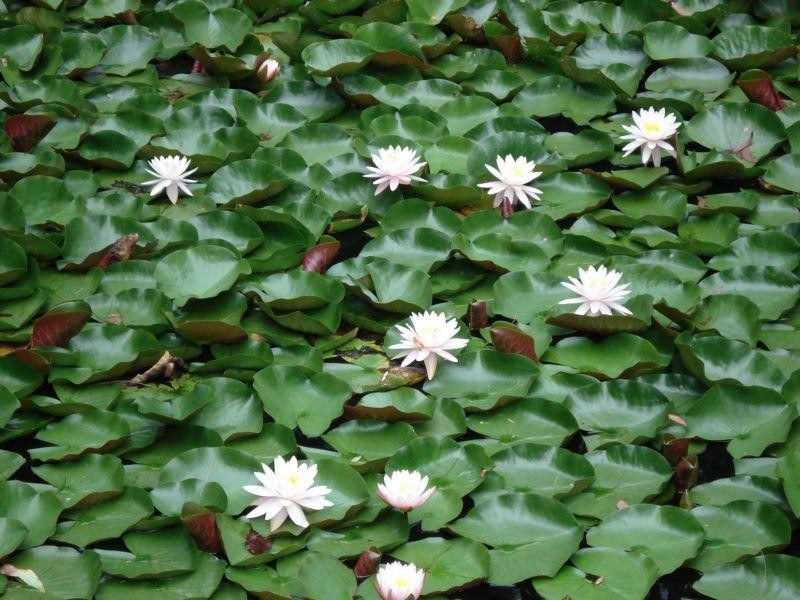 46 Lee Road, Winmalee NSW 2777