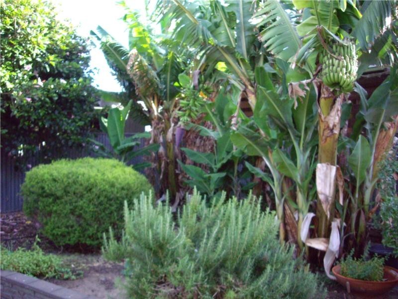 1 Louise Ave, Fulham SA 5024