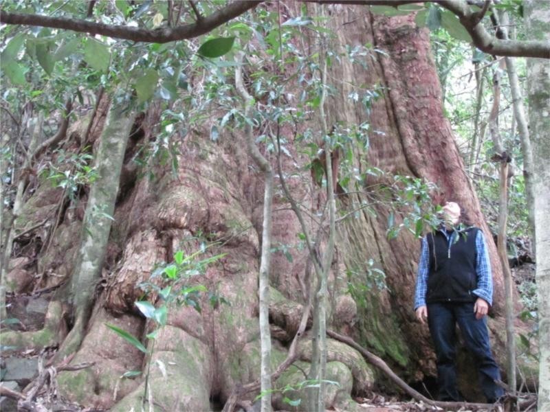 Commissioners Creek NSW 2484