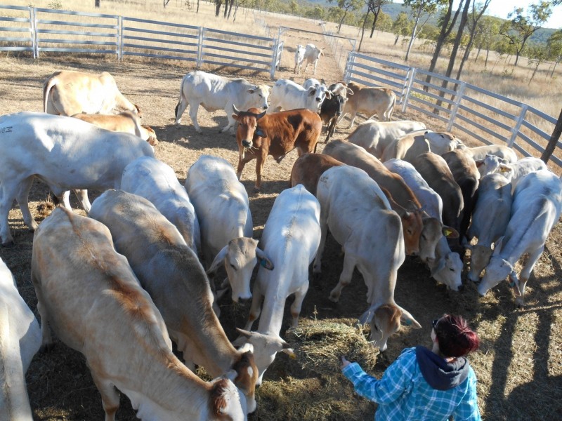 160 Walshs Road, Nebo QLD 4742