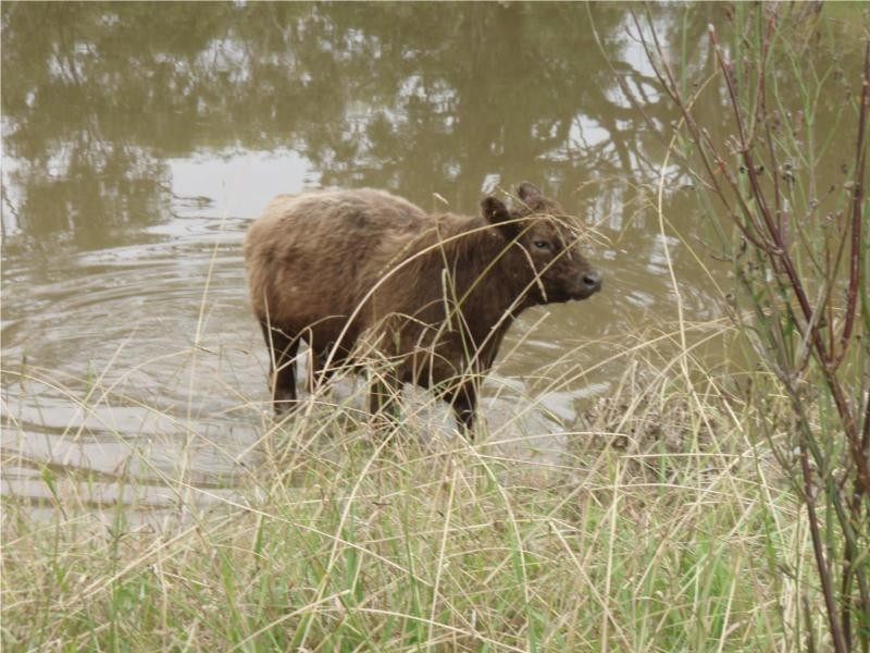 763 Muscle Creek Road, Muswellbrook NSW 2333