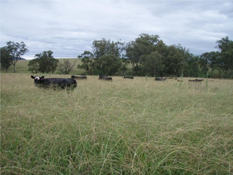 763 Muscle Creek Road, Muswellbrook NSW 2333