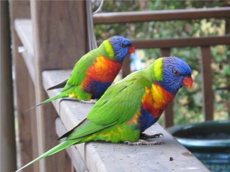 1 Paradise Avenue, Clareville NSW 2107