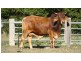 789 Bellthorpe Range Road, Stanmore QLD 4514