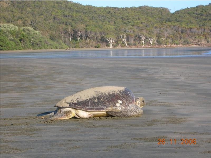 24 Ward Esplanade, Ball Bay QLD 4741