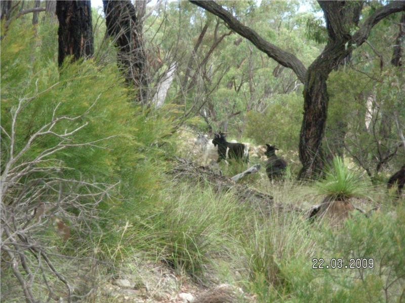 3402 Strathbogie Road, Wellingrove NSW 2370