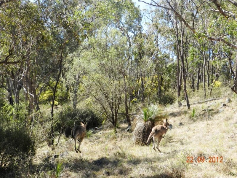 3402 Strathbogie Road, Wellingrove NSW 2370