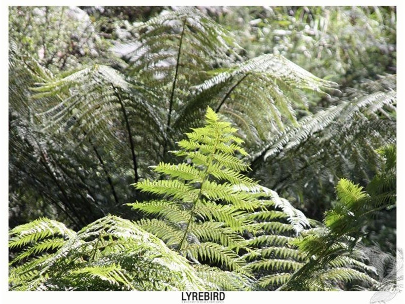 5A Lyrebird Gully Road, Harrietville VIC 3741