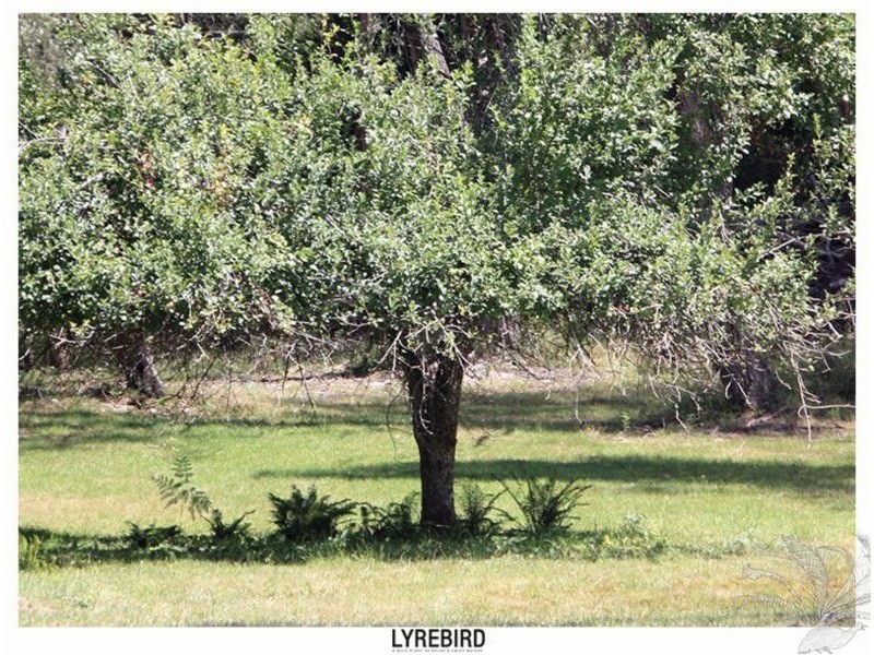 5A Lyrebird Gully Road, Harrietville VIC 3741