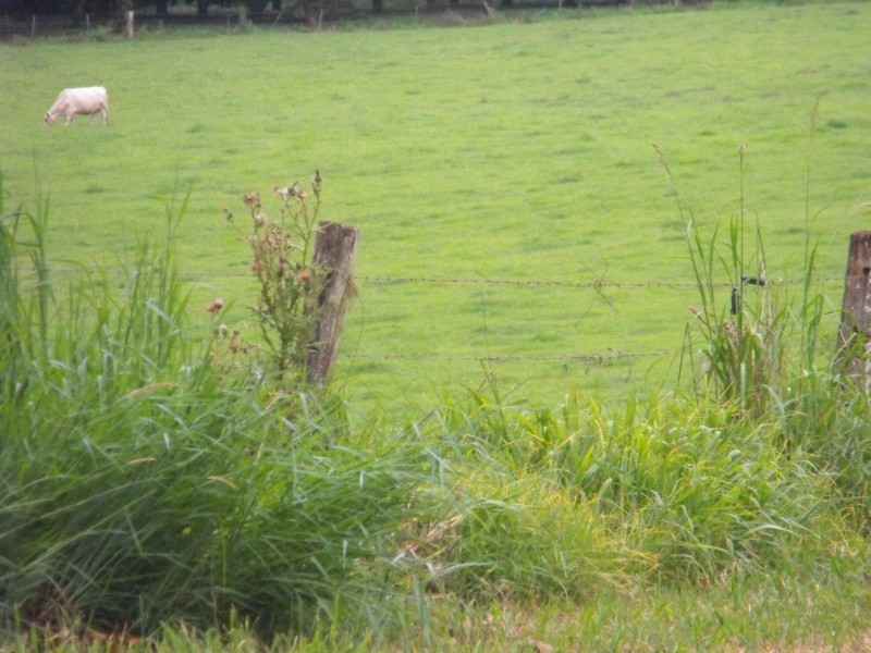 196 Fletcher Road, Dunoon NSW 2480