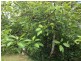 Lot 216 Scrub Street, Kuranda QLD 4881