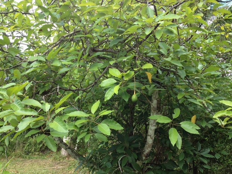 Lot 216 Scrub Street, Kuranda QLD 4881