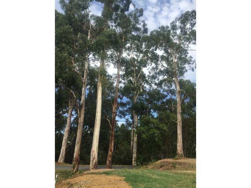 20 River Road, Millgrove VIC 3799