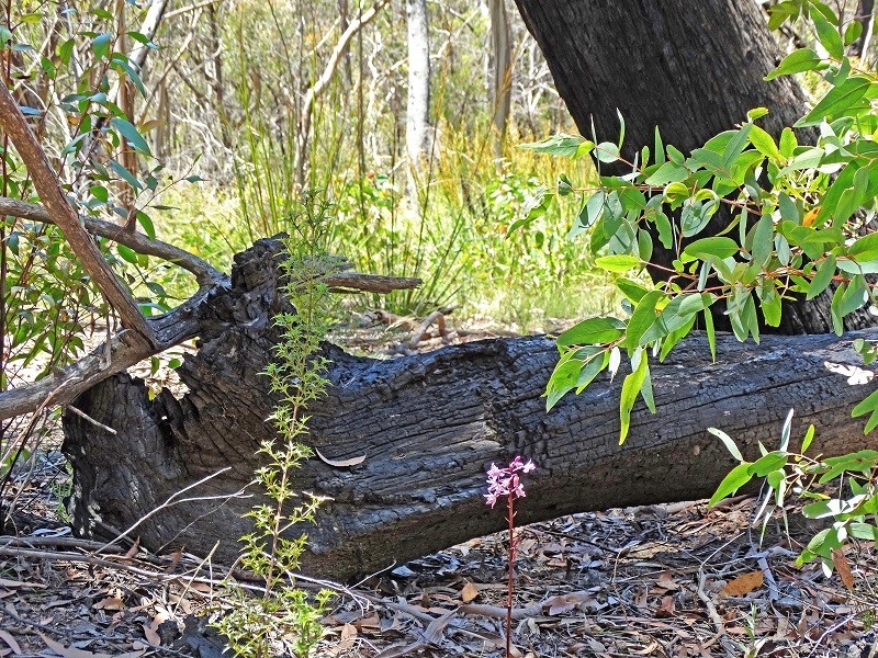 17 Chatsworth Road, Mount Victoria NSW 2786