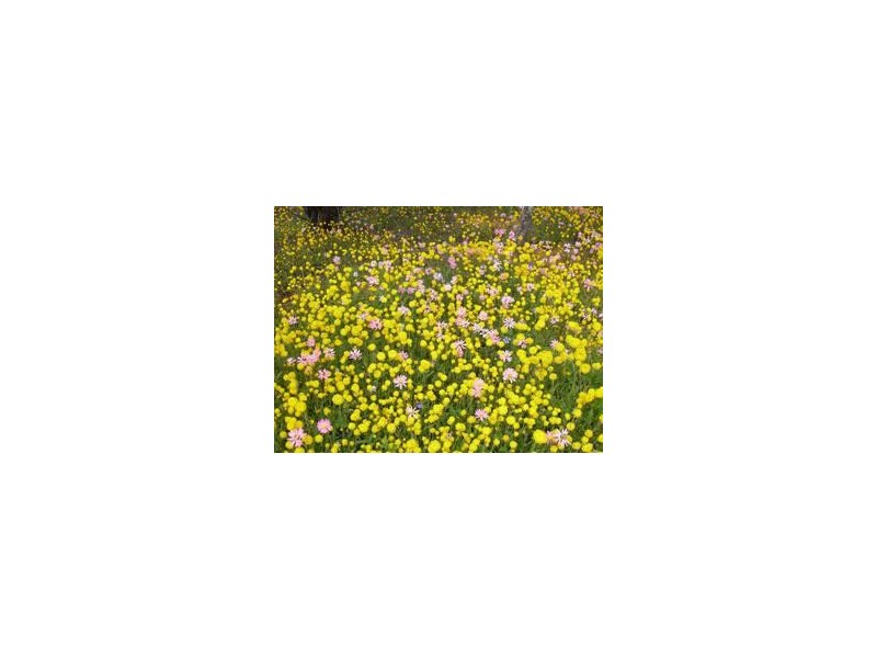 Dalwallinu WA 6609