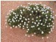 Dalwallinu WA 6609