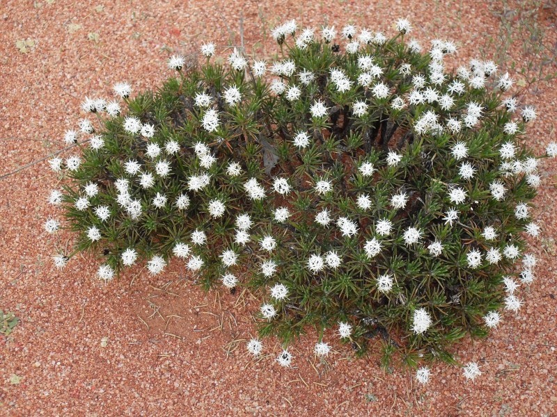 Dalwallinu WA 6609