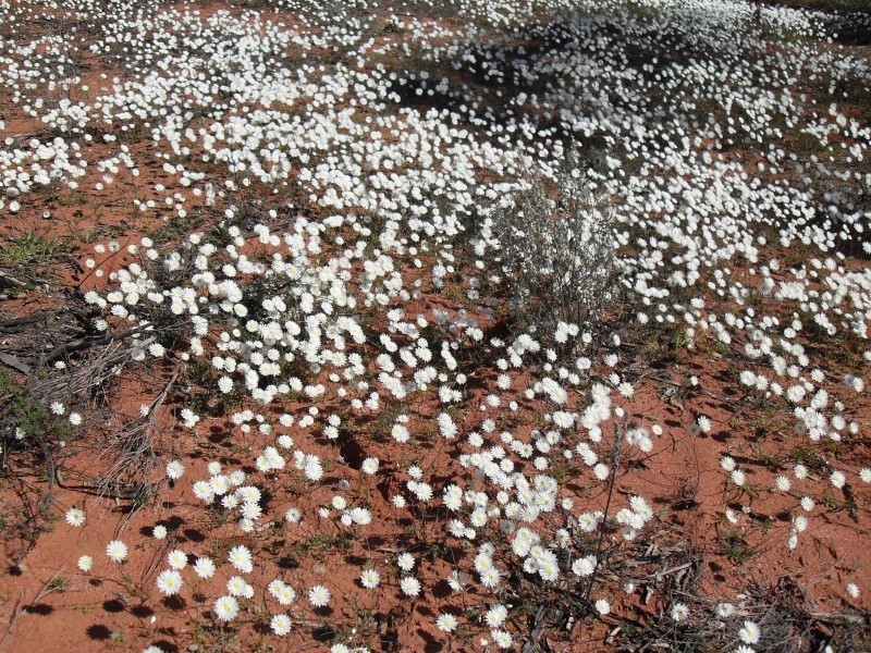 Dalwallinu WA 6609