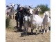 Dalwallinu WA 6609