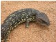 Dalwallinu WA 6609