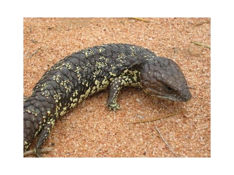 Dalwallinu WA 6609